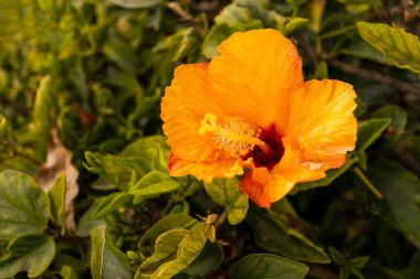 Yakın plan Sarı Turuncu Turuncu Hibiscus Canlı Bitkisi ya da Çin Gülü, Tek Çiçek. Çocuk odası Evergreen Ağacı. Çiçekçilik, Peyzaj. Açık Ayakkabı Boyası Fabrikası, Hawaii Çiçeği, Ayakkabı Mallow Yüksek Kaliteli