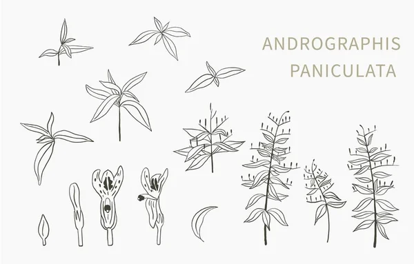 Andrographis Oggetto Linea Paniculata Salute Sfondo Bianco — Vettoriale Stock