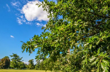 Yeşil yapraklı ağaçlar ve arkasında bulutlar olan mavi bir gökyüzü.