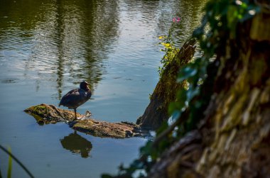 Ormandaki gölün güzel manzarası