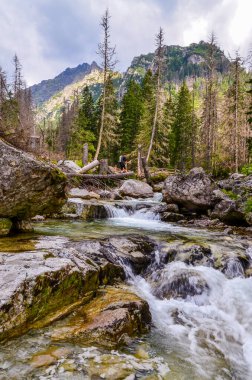 Ormanda güzel bir şelale