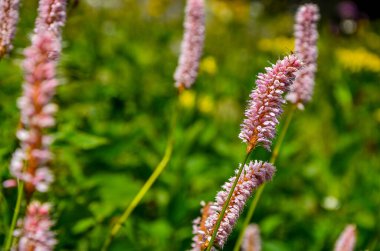 Yeşil çim zemin üzerine güzel pembe çiçekler