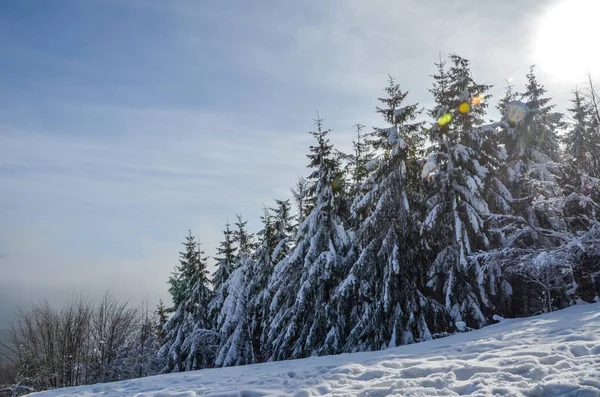Besneeuwde Dennenboom Winterbos Bij Zonsondergang Karpaten — Stockfoto