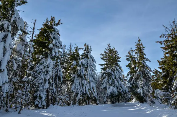 Winter Forest Een Zonnige Dag — Stockfoto