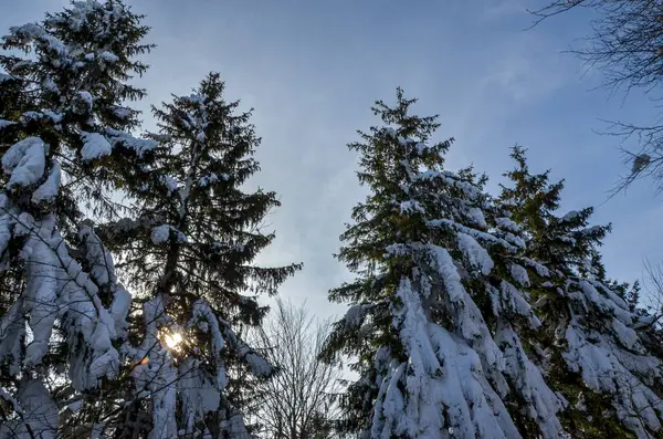 Besneeuwde Dennenbossen Bomen Winter — Stockfoto