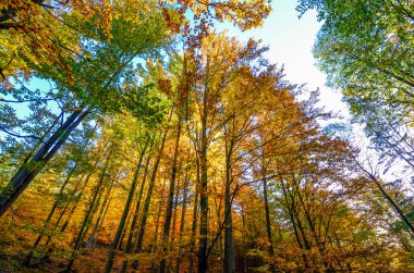 Sarı ağaçlı güzel sonbahar manzarası
