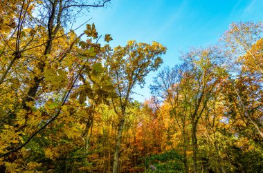 Renkli ağaçlar ve yapraklarla dolu sonbahar manzarası