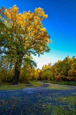 Renkli ağaçlarla dolu sonbahar manzarası