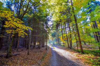 Güz Ormanı Yolu. Sonbahar ormanında renkli yapraklar.