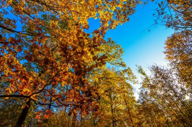 Ormanda sonbahar ağaçları