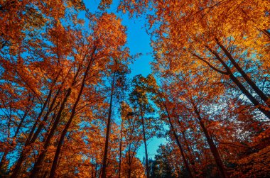 Parktaki güzel sonbahar ormanı