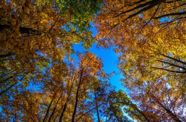 Japonya sonbahar yaprakları