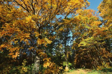 Renkli yapraklı sonbahar manzarası