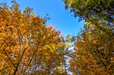 Ormanda sonbahar ağaçları, doğada bitki örtüsü