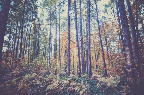 beautiful forest and trees in autumn