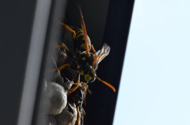 Fransız eşekarısı, Polistes dominula, pencerede eşek arısı yuvası
