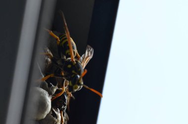 Fransız eşekarısı, Polistes dominula, pencerede eşek arısı yuvası