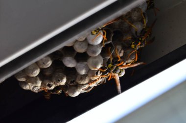 Fransız eşekarısı, Polistes dominula, pencerede eşek arısı yuvası