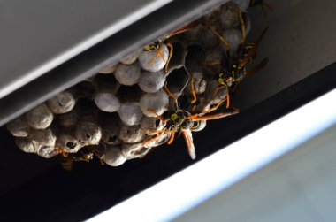 Fransız eşekarısı, Polistes dominula, pencerede eşek arısı yuvası