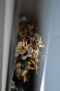 Fransız eşekarısı, Polistes dominula, pencerede eşek arısı yuvası