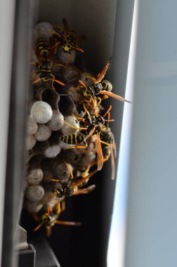 Fransız eşekarısı, Polistes dominula, pencerede eşek arısı yuvası
