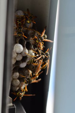 Fransız eşekarısı, Polistes dominula, pencerede eşek arısı yuvası