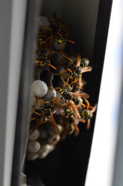 Fransız eşekarısı, Polistes dominula, pencerede eşek arısı yuvası