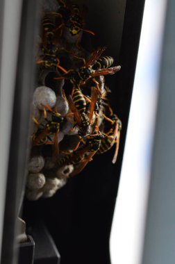 Fransız eşekarısı, Polistes dominula, pencerede eşek arısı yuvası