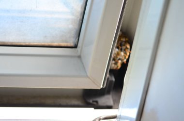 Fransız eşekarısı, Polistes dominula, pencerede eşek arısı yuvası