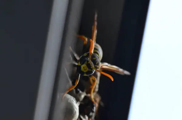 Fransız eşekarısı, Polistes dominula, pencerede eşek arısı yuvası
