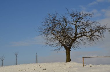 Karlı kış manzarası - ağaçlarla kaplı, şehir Hnevosice