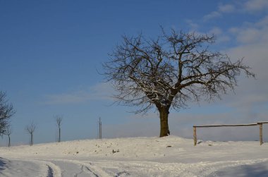 Kış karında ağaç