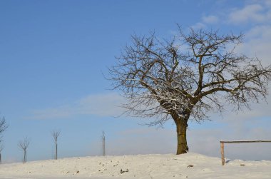 Tahta çitli yalnız bir ağaç.