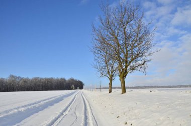 Kış ormanı, karla kaplı ağaçlar, kış manzarası
