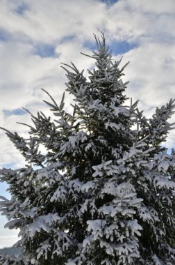 Kar ve mavi gökyüzü arkaplanlı Noel ağacı