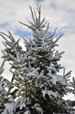 Beyaz karla kaplı Noel ağacı