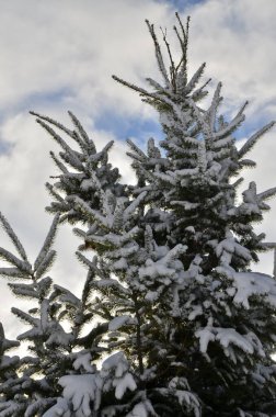 Kışın karla kaplı köknar ağacı dalları