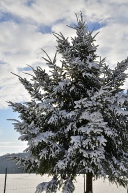Karla kaplı ağaçlarla kaplı kış manzarası