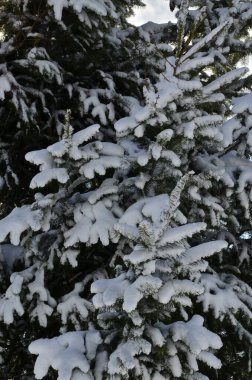 kış köknar ağaçları