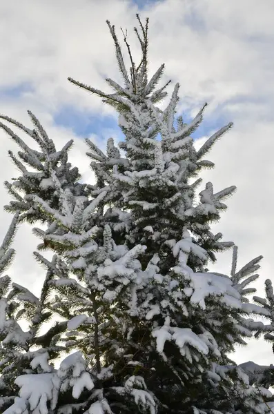 Beyaz karla kaplı Noel ağacı