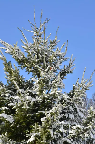 Kerstboom Met Sneeuw Winter — Stockfoto