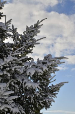 Dalları karla kaplı kış ağacı