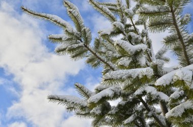 Kışın kar konileri ile kaplı köknar dalları