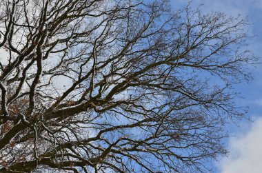 Ağaç dalları, doğa bitki örtüsü ve çevre