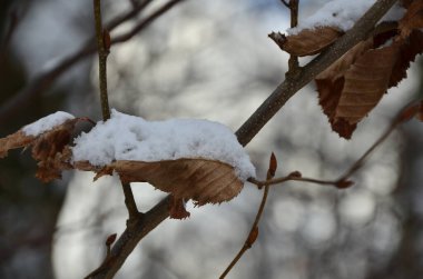 Karlı ağaç dallarının yakın plan görüntüsü.