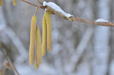 kar - huş ağacı dalları, yakın - kış