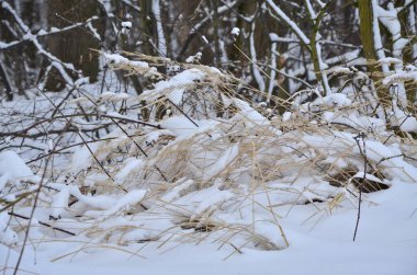 Karda bir sürü kuru ot var.