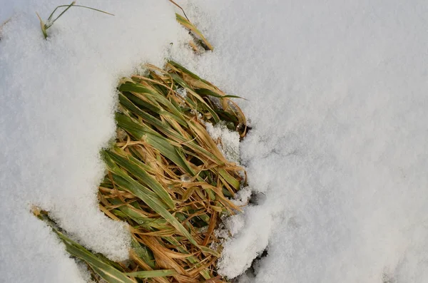winter grass covered with snow