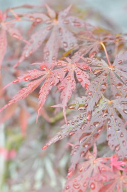 Sonbahar yaprakları, Flora 'ya düşer.