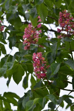 Güzel botanik fotoğrafı, doğal duvar kağıdı.